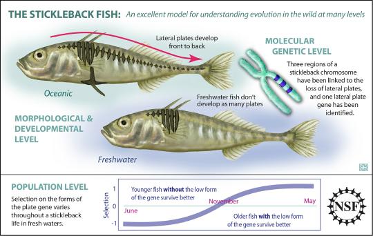 Molecular, Genetic, Developmental, Morphological - Stickleback Fish Adapts Well To Changing Environment